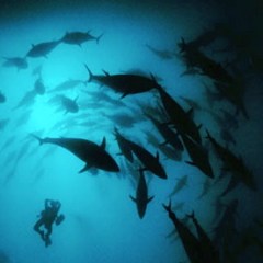 A-diver-films-a-school-of-001