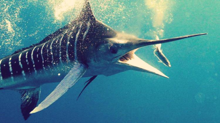 striped marlin
