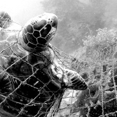 Trapped Dead Sea Turtle