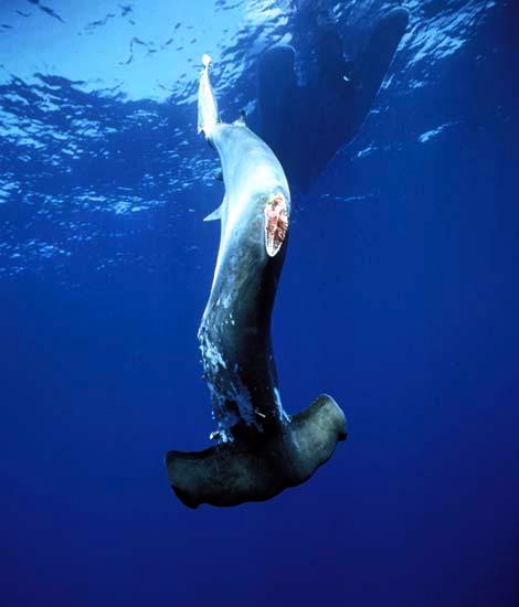 finless_hammerhead