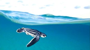 549898-leatherback-turtle
