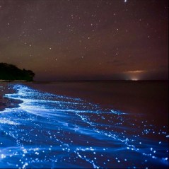 bioluminescent
