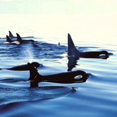 pod of killer whales