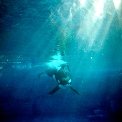 tumblr_lui879UpzF1r4j7wso1_500