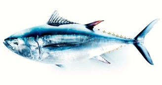 27Tuna-t_CA0-articleLarge